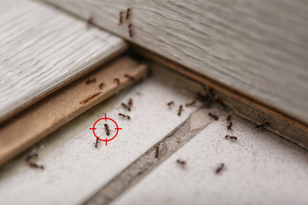 Best Affordable Pest Control Services  in Galesburg, MI
